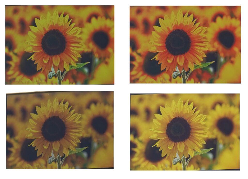 A collage of sunflowersDescription automatically generated with medium confidence